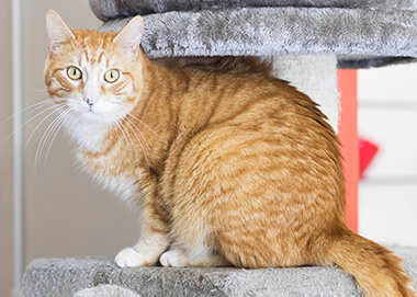 Chat mâle ou femelle : lequel choisir ?