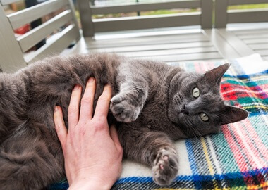 Comprendre les flatulences chez le chat