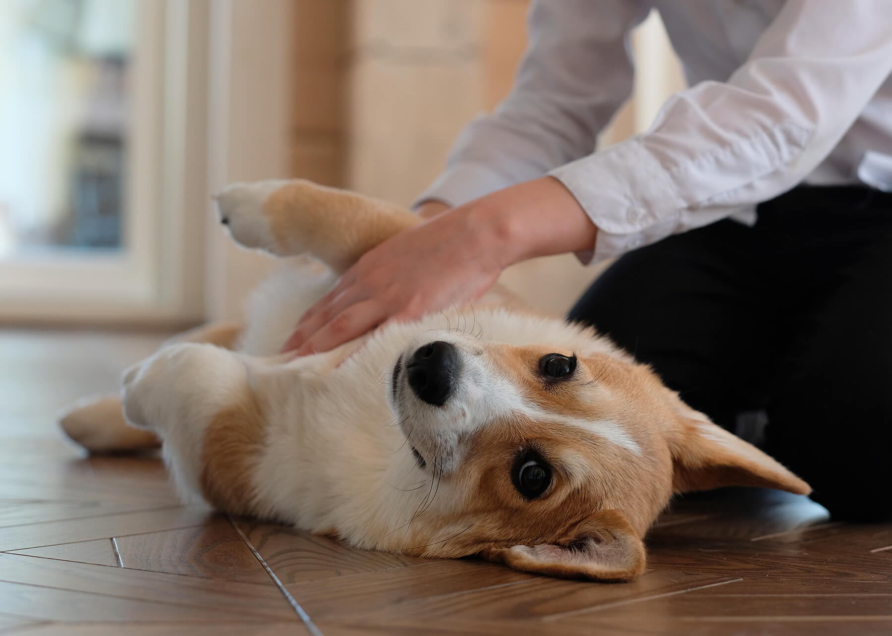 Comprendre les flatulences chez le chien