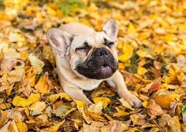 Comprendre, identifier et prévenir le reverse sneezing chez le chien