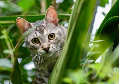 Les vers chez le chat : comprendre et prévenir