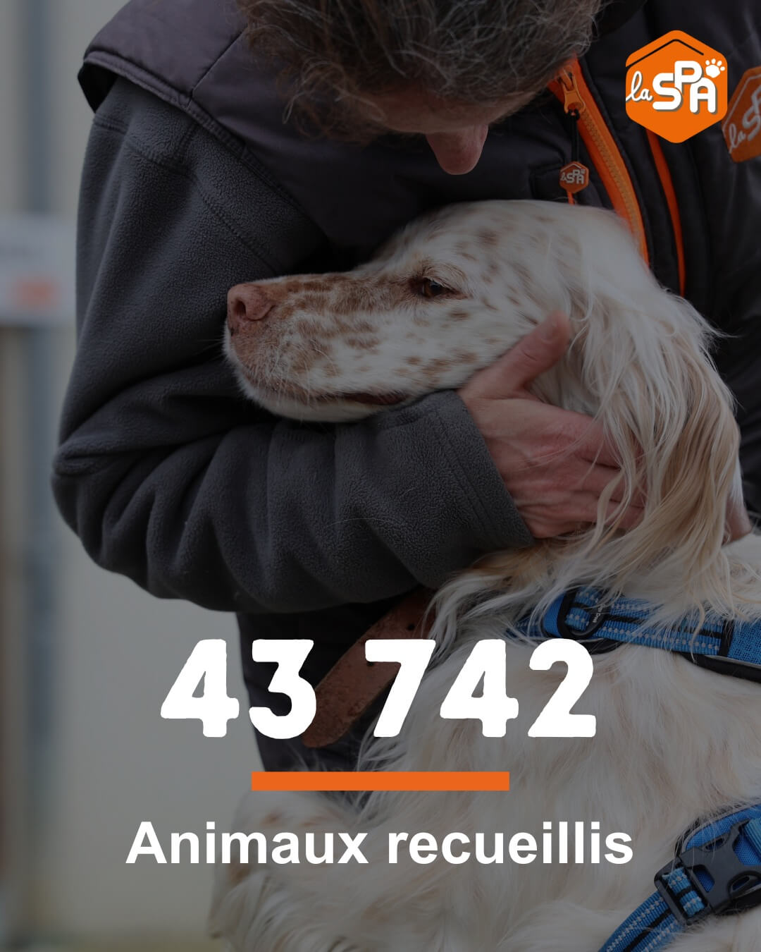 Une infographie qui indique les chiffres importants de la SPA en 2024. 43742 animaux recueillis dans les refuges.
