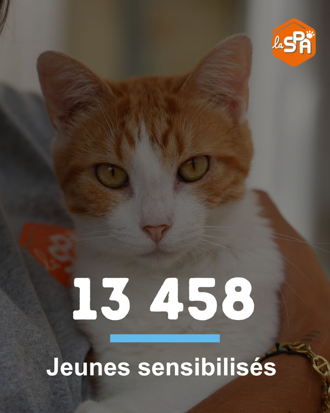 Une infographie qui indique les chiffres importants de la SPA en 2024. 13458 jeunes ont été sensibilisés au bien-être animal.
