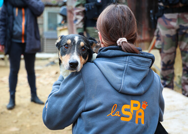 La SPA dresse le bilan de l'année 2024 : ses actions pour sauver les animaux du danger