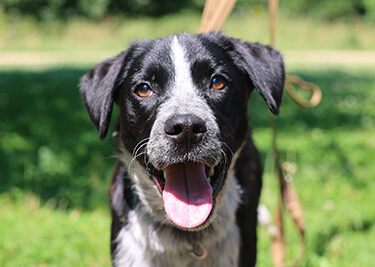 Adopter un chien mâle ou femelle : quel choix faire ?