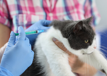 Pourquoi faire vacciner mon chat