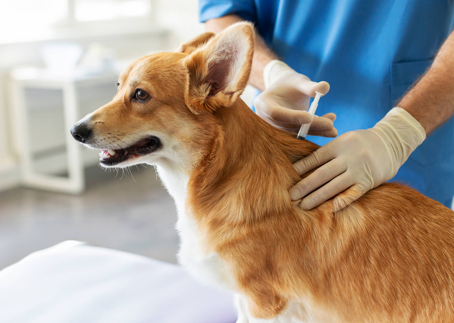 Votre vaccination pour animaux de compagnie qui vous rend malade?