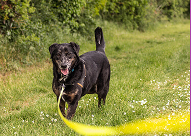 Les meilleures pratiques pour promener son chien