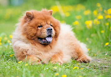 Adopter un Chowchow