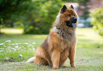 Adopter un Eurasier