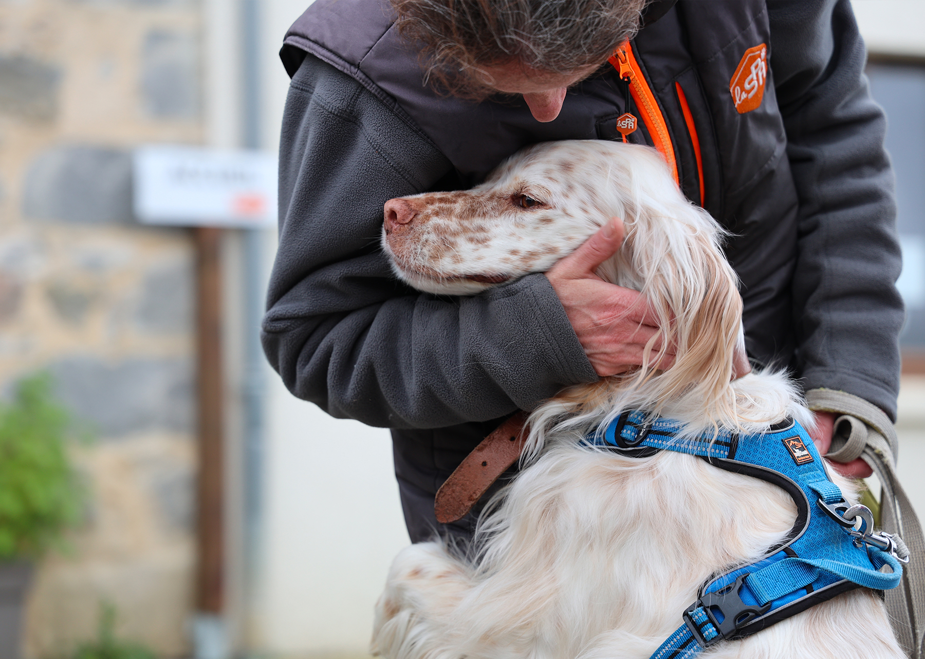 Un chien blanc tacheté portant un harnais bleu, blotti affectueusement contre un bénévole portant un gilet de la SPA, symbolisant l'attention et les soins apportés aux animaux dans les refuges.
