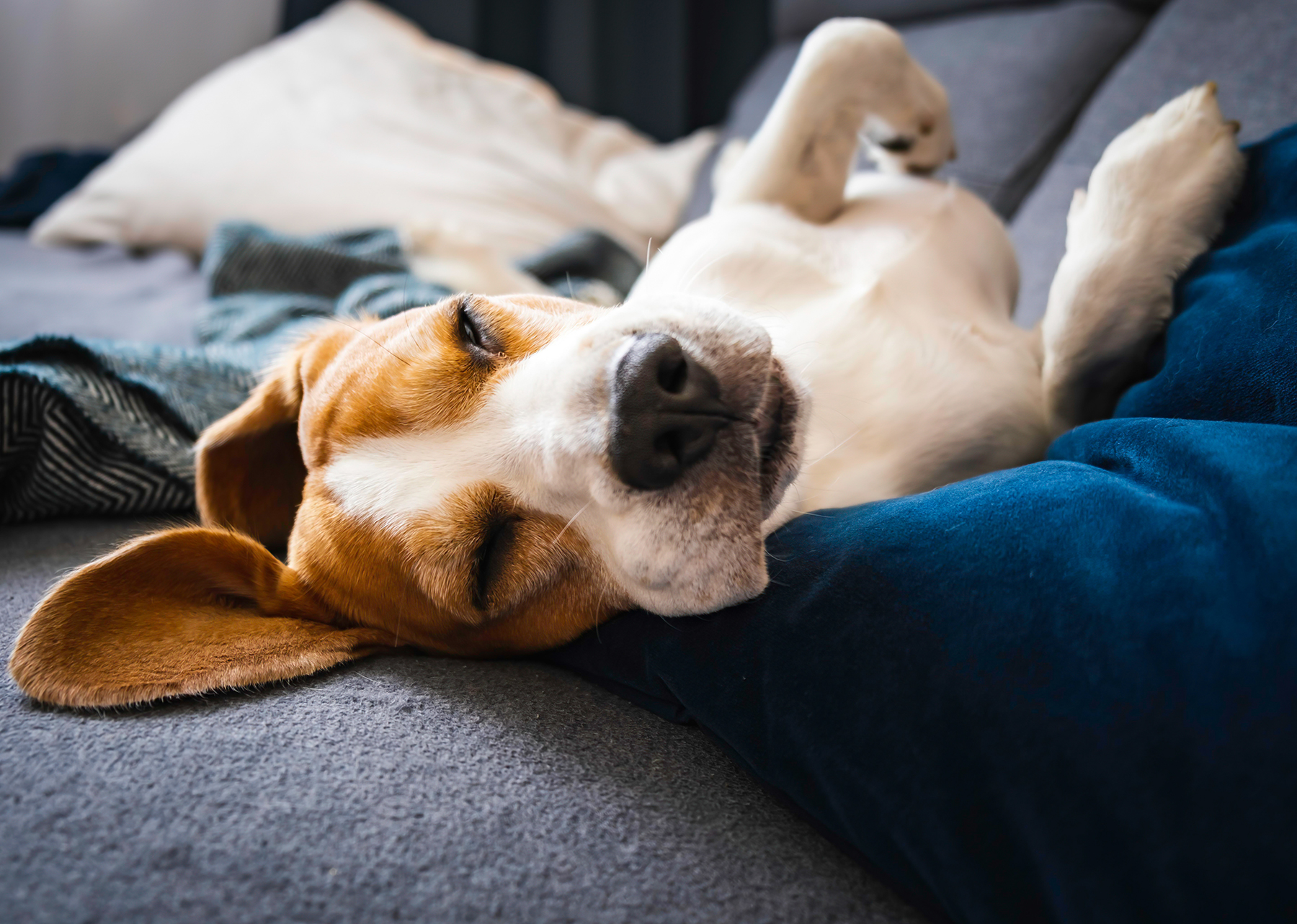 Rêve de chien : que sait-on vraiment de leurs songes ?