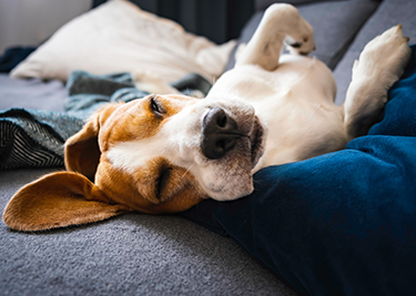 Rêve de chien : que sait-on vraiment de leurs songes ?