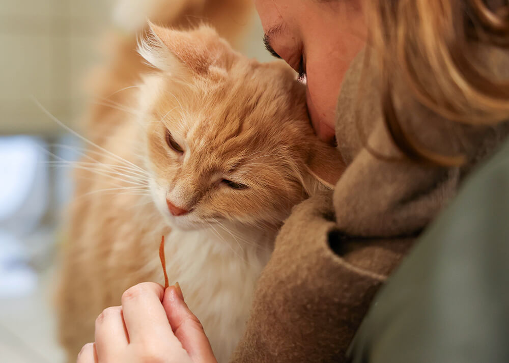 Femme câlinant un chat roux et blanc tout en lui tendant une friandise, dans un moment de tendresse et de complicité.