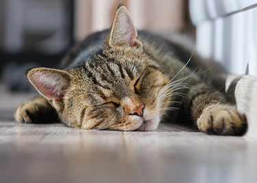 Rêve de chat : que sait-on du sommeil de nos félins ?