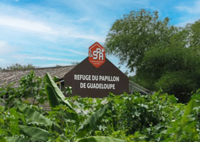 Projet 3 : Limiter l'errance animale dans les DOM-TOM / Agrandir et rénover le refuge du Papillon en Guadeloupe