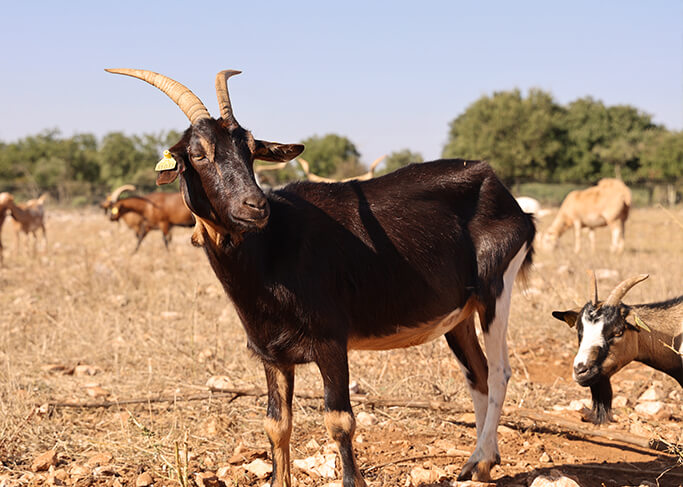 Projet 6 : Venir en aide aux autres associations de protection animale