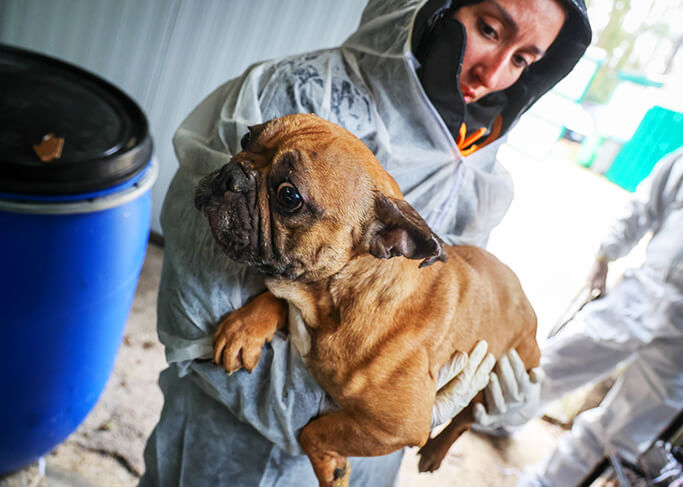 Projet 9 : Sauver toujours plus d'animaux victimes de maltraitance