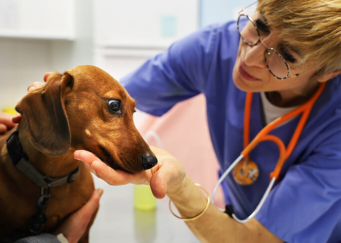 Projet 7 : Soigner les animaux des personnes démunies