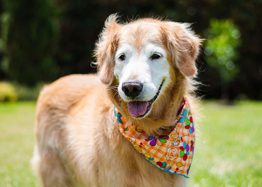 Prendre soin de son chien âgé