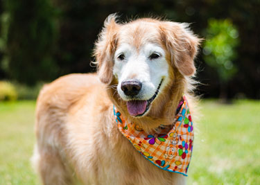 Prendre soin de son chien âgé
