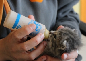 Un salarié de la SPA qui nourrit un chaton avec un biberon.