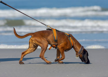 Chien qui tire en laisse : causes et solutions