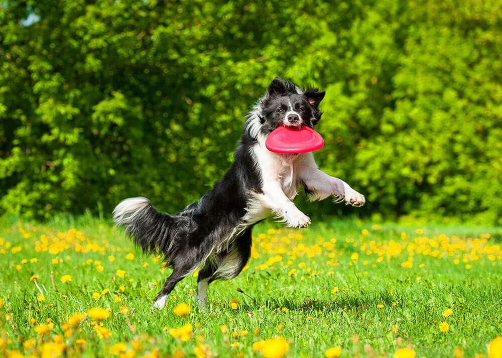 Le frisbee canin, le fun à la portée de tous