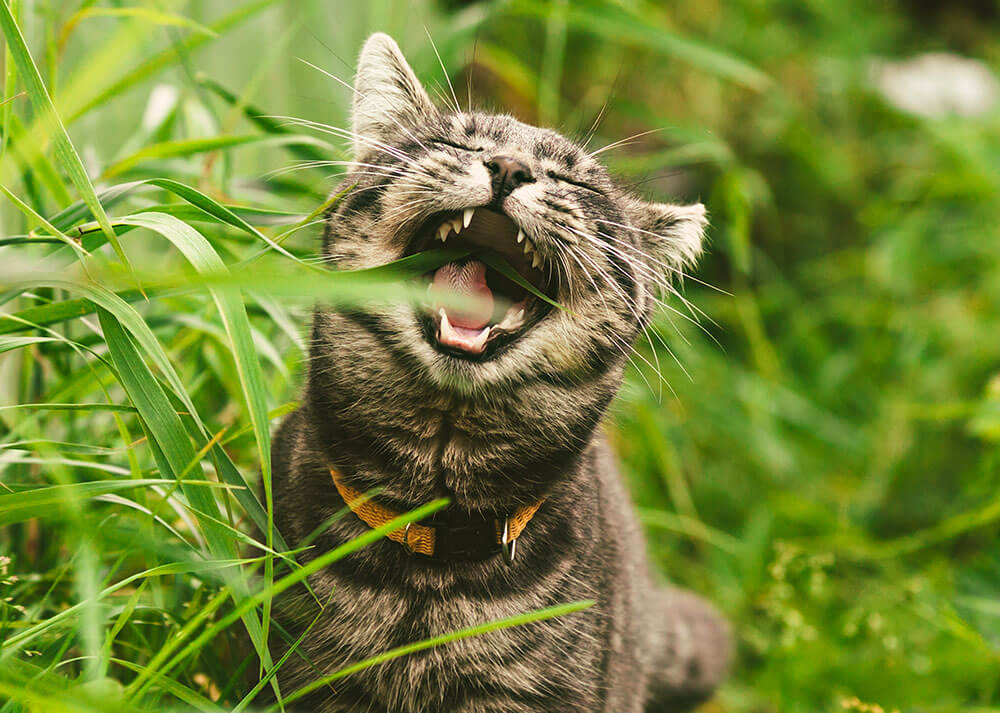 Un chat européen en train de manger de longues tiges d'herbes