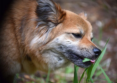 Pourquoi mon chien mange-t-il de l’herbe ?