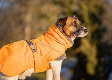 Vêtements pour chien