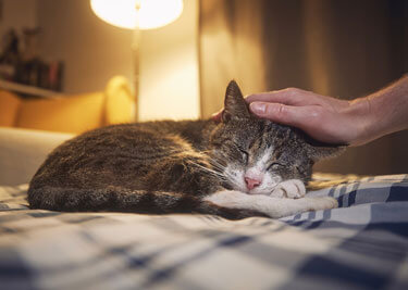 Comprendre et accompagner le vieillissement de votre chat