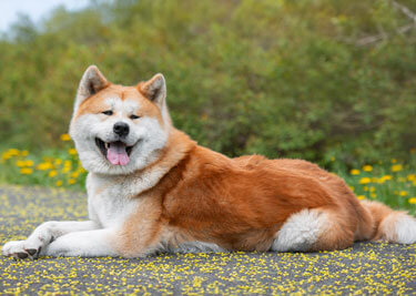 Adopter un Akita Inu