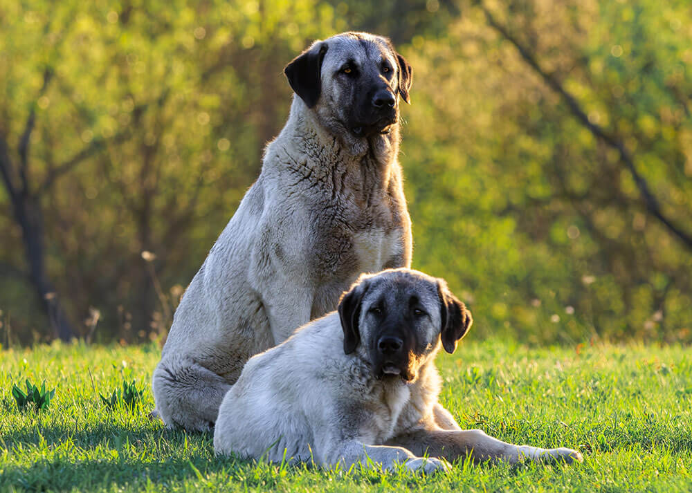 Deux Bergers anatoliens se tiennent dans la nature, sur une pelouse verte luxuriante, entourés d’un paysage paisible. Leur allure imposante se détache harmonieusement sur ce décor naturel.