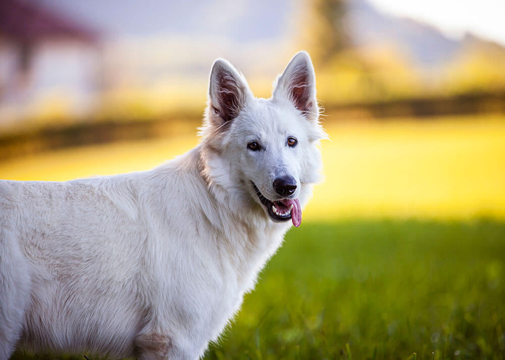 Un Berger Blanc Suisse aux grandes oreilles pointues tire la langue, qui pend sur le côté droit de sa gueule, affichant une expression détendue et amicale.