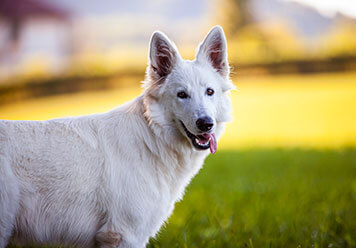 Adopter un Berger blanc suisse
