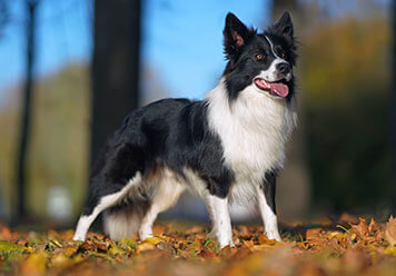 Adopter un Border collie