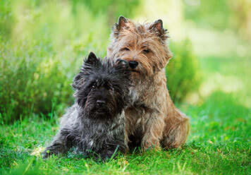 Adopter un Cairn Terrier