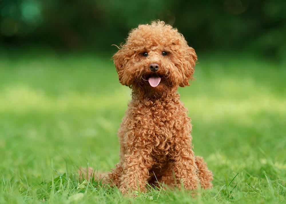 Un caniche marron clair est assis, droit et élégant, dans une pelouse verdoyante. Il tire la langue avec une expression joyeuse, donnant une impression de vivacité et de bonne humeur.