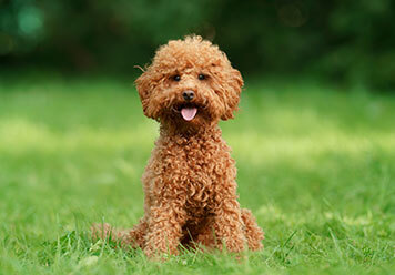 Adopter un Caniche
