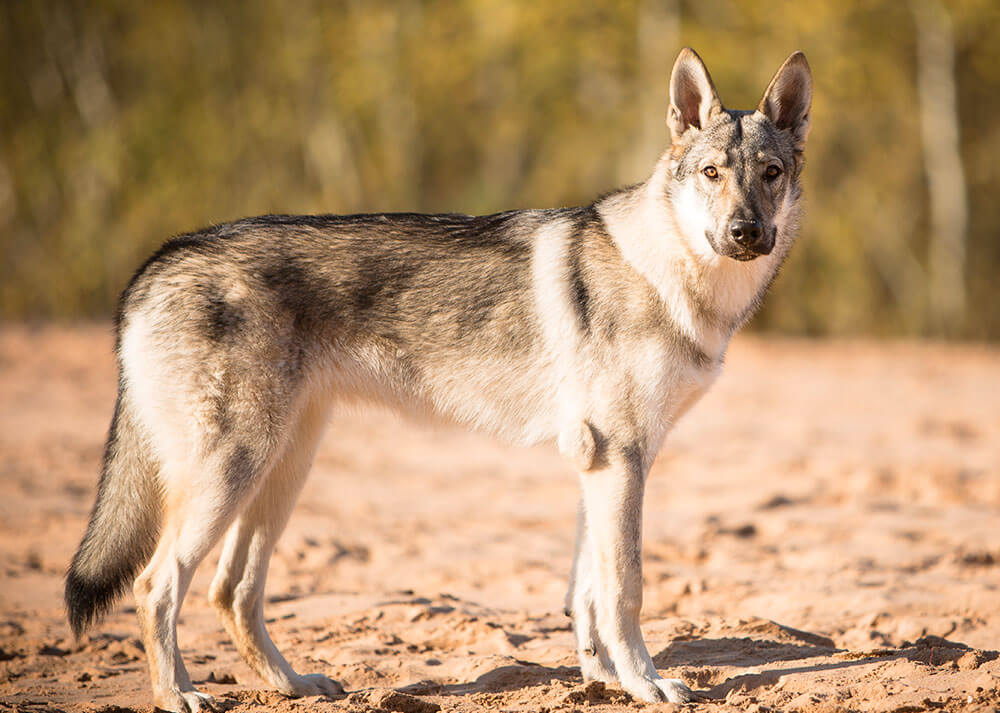Un chien Tchécoslovaque est photographié de profil, mais il tourne la tête vers la caméra, affichant un regard vif et curieux. Il se tient sur un chemin mêlant terre et sable, bordé de buissons secs en arrière-plan, dans un décor naturel aux teintes chaleureuses.