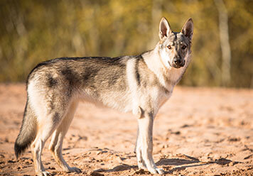 Adopter un Chien-loup tchécoslovaque