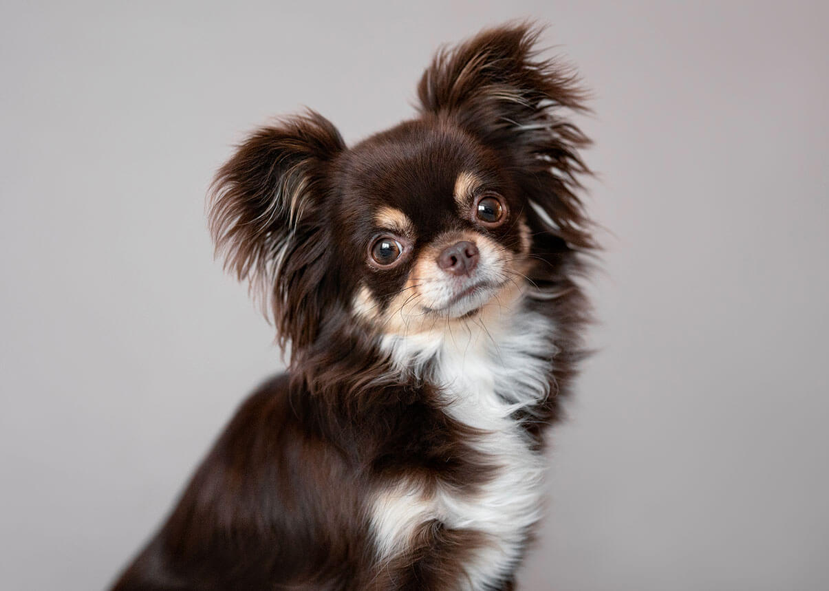 Un chihuahua marron foncé au ventre blanc regarde directement la caméra, ses yeux marron vif reflétant une curiosité attentive et une certaine douceur.