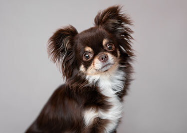 Adopter un Chihuahua