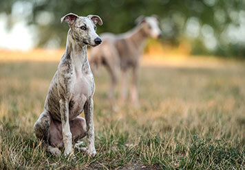 Adopter un Lévrier