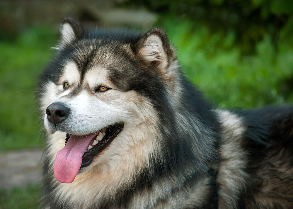 Un Malamute noir et blanc au gabarit imposant tire la langue, dévoilant de belles dents blanches. Son regard est vif et expressif, et son pelage épais brille sous la lumière naturelle, accentuant sa prestance.