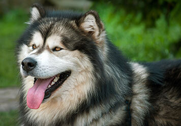 Adopter un Malamute