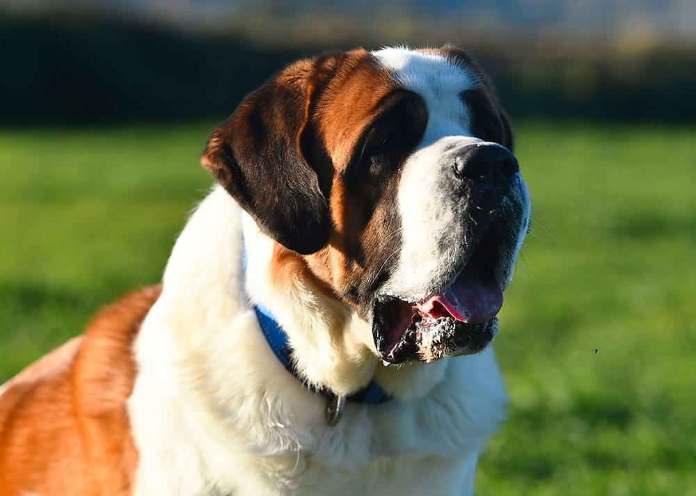 Un Saint-Bernard majestueux porte un collier bleu et se tient au premier plan, avec un vaste champ de verdure en arrière-plan. Son regard est doux et attentif, et sa silhouette imposante contraste harmonieusement avec le paysage naturel.