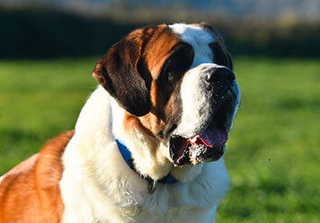 Adopter un Saint-Bernard