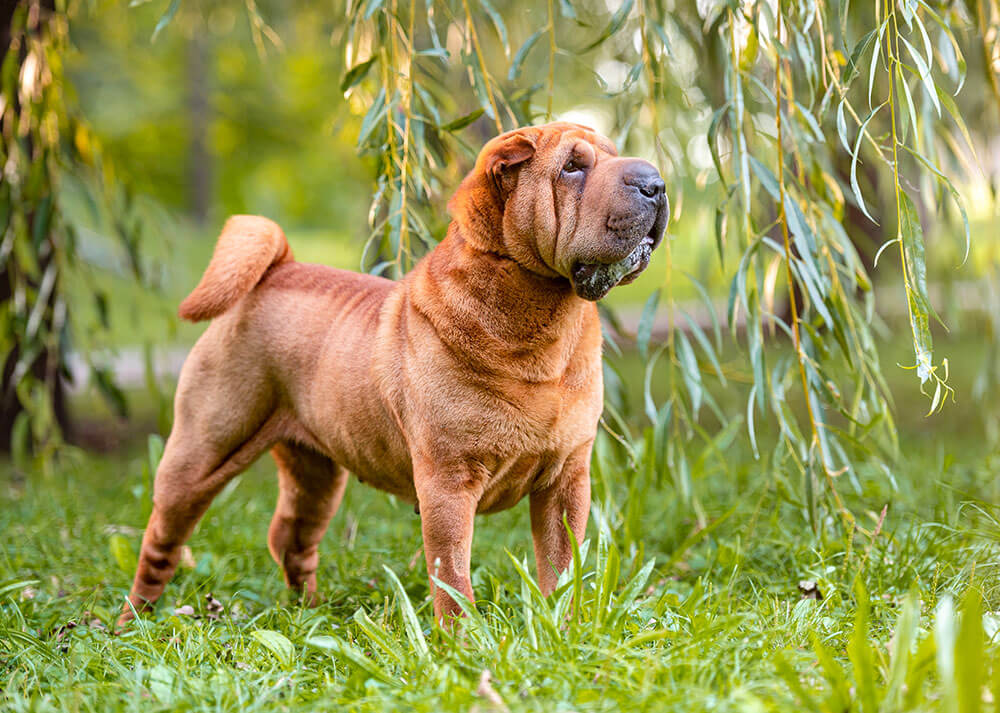 Un Shar-Pei au pelage marron se tient debout dans l’herbe verte, le regard levé vers le ciel, ses plis caractéristiques bien visibles et son expression calme, baigné par la lumière naturelle.